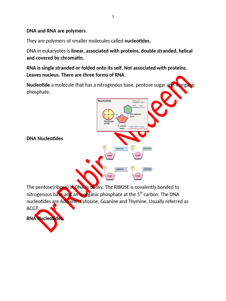 Notes Chapter 6 NUCLEIC ACIDS AND PROTEIN SYNTHESIS | PDF