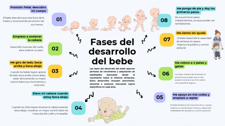 Fases Del Desarrollo Del Bebé _semana 08 | PDF