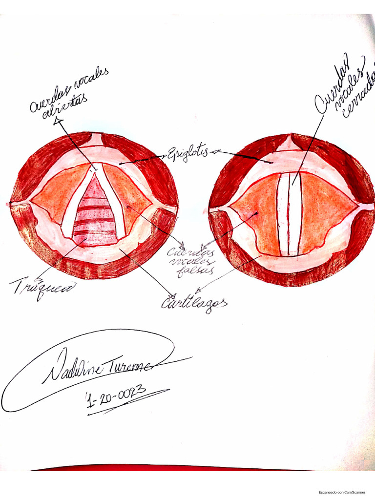 Anatomía de La Laringe | PDF