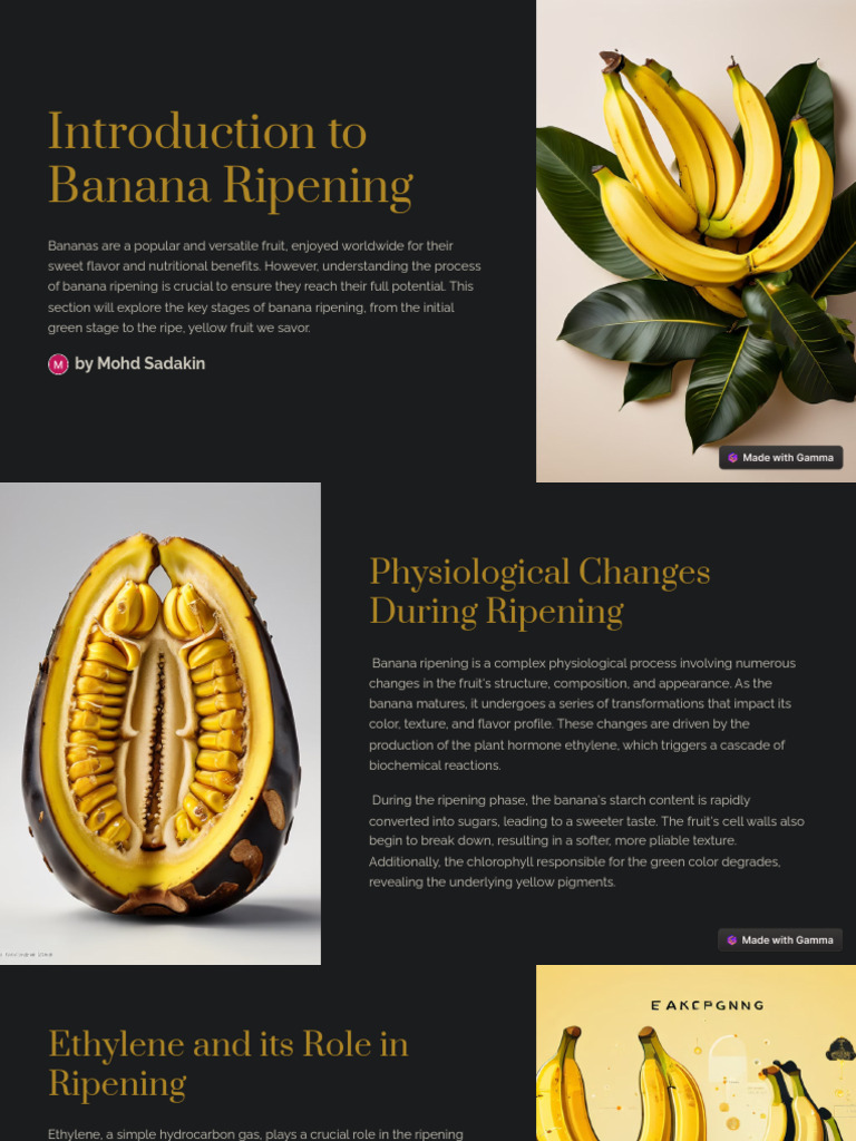 Introduction To Banana Ripening | PDF
