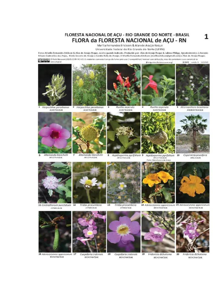 1FLOR | PDF