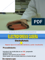 Electroforesis 1