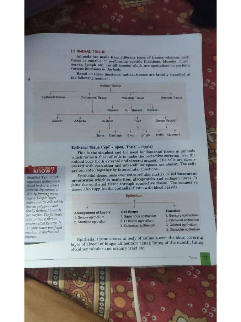 Batae Bio | PDF
