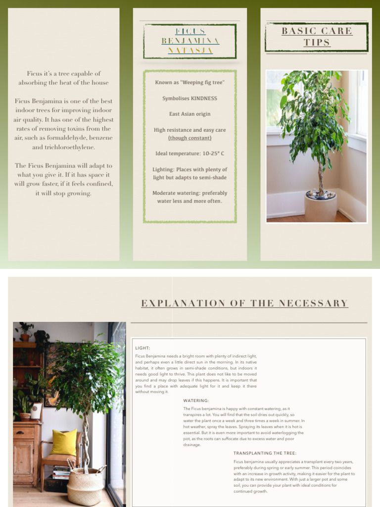 FICUS - Care Tips | PDF