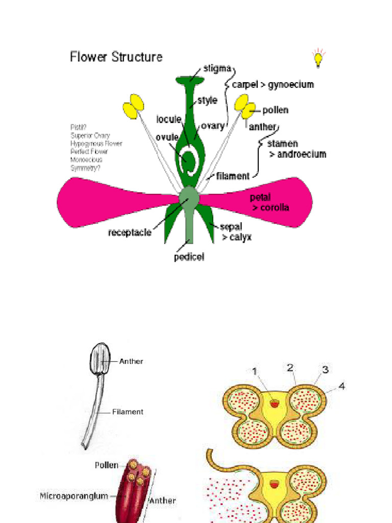 DIAGRAMS Sexual Reproduction in Flowering Plants | PDF