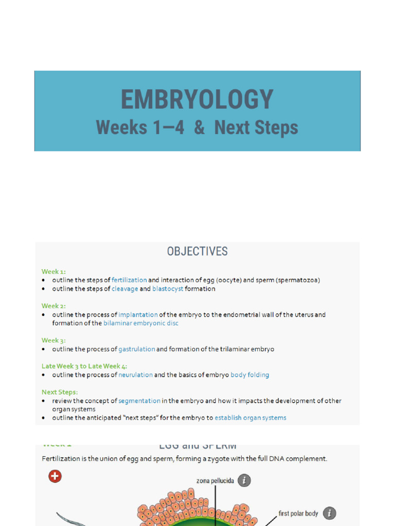 Embryology | PDF