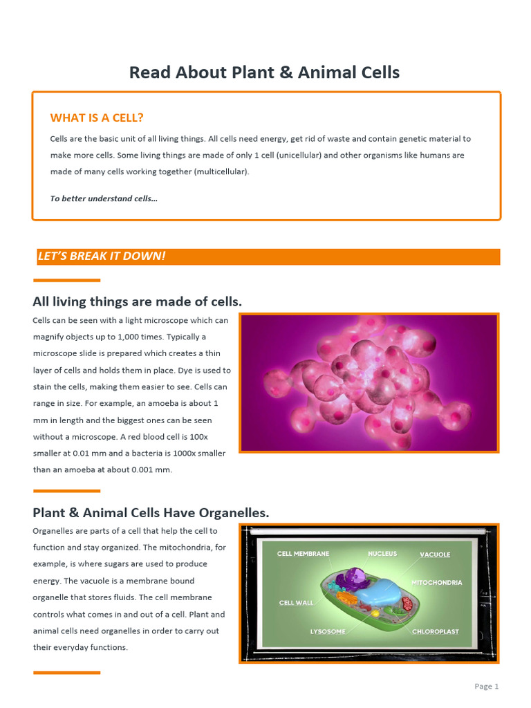 Plant and Animal Cells Overview | PDF | Cell (Biology) | Self-Improvement