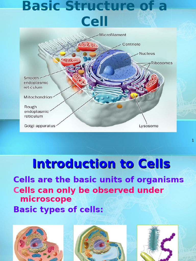 Cell Structure and Levels of Organization NOTES | PDF