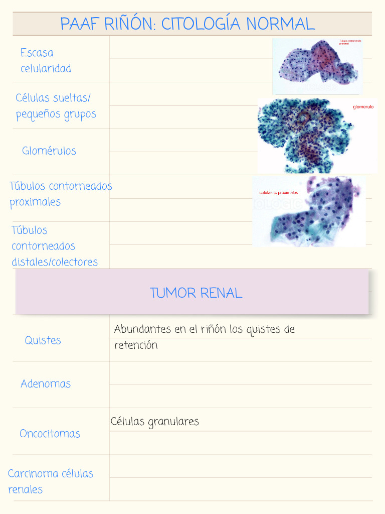 PAAF Riñón | PDF