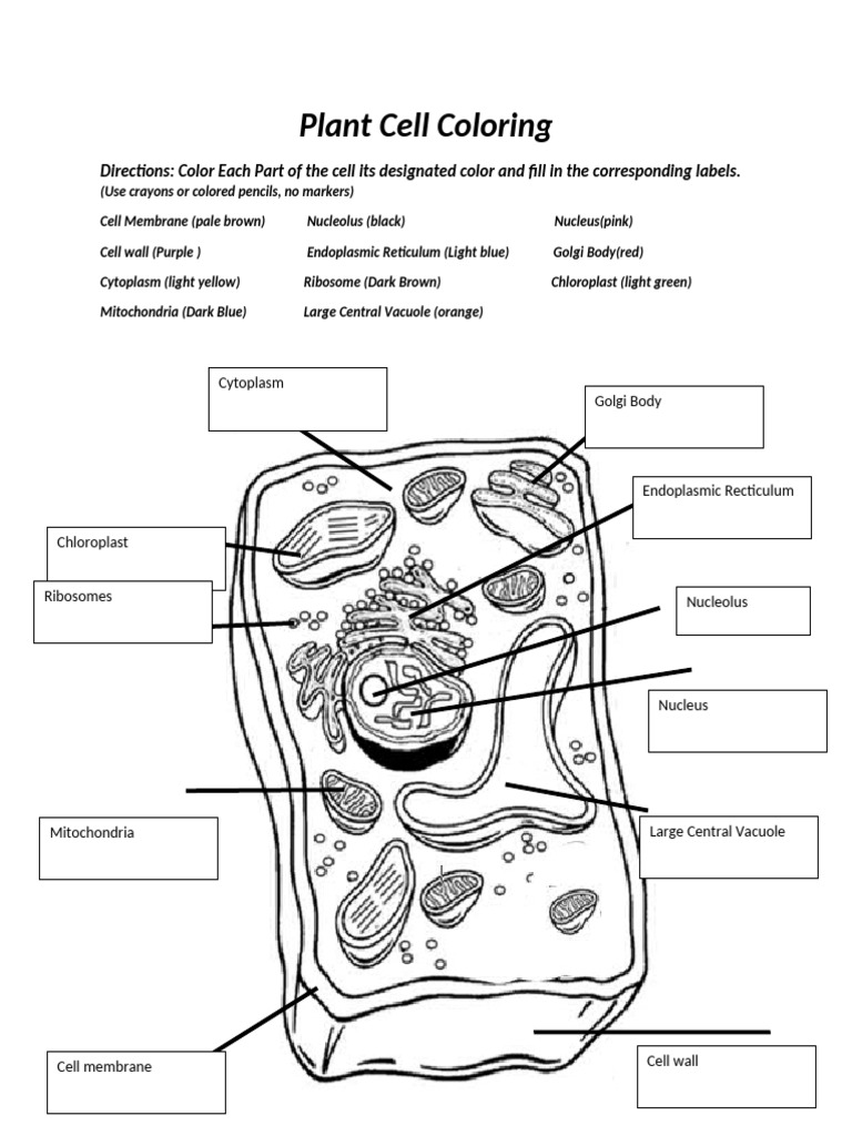 Plant Cell Coloring and Labeling HW Key | PDF