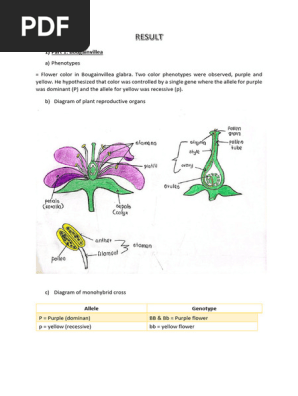 Summary of Bougainvillea and Hibiscus Research