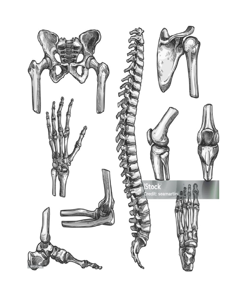 Skeleton Bones | PDF