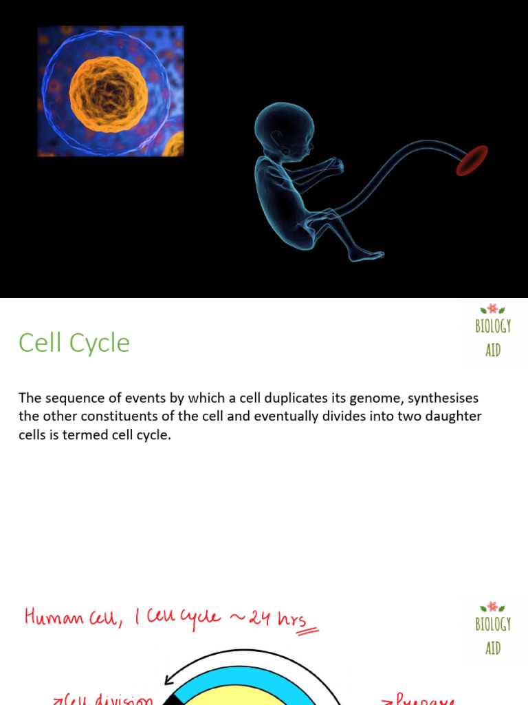 Cell Cycle & It's Phases | PDF