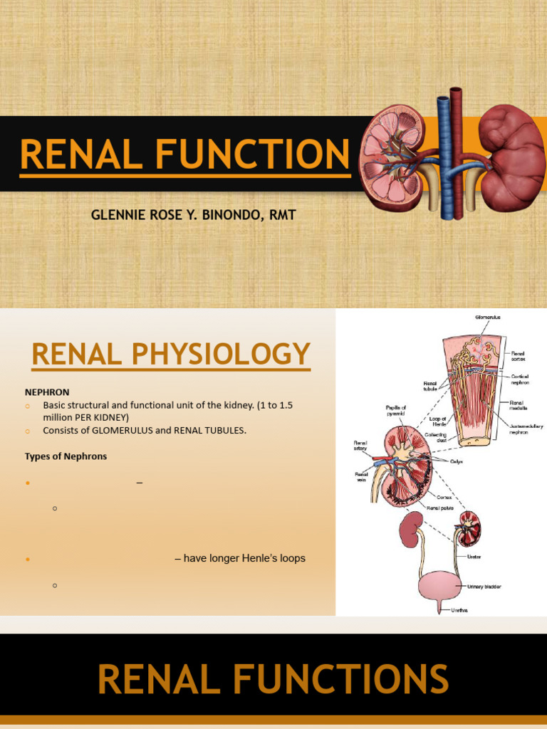 Renal Function | PDF