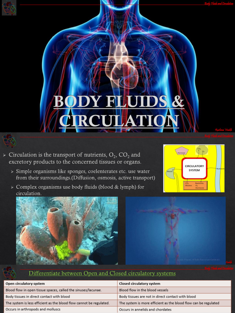 Body Fluids & Circulation Updated Notes | PDF