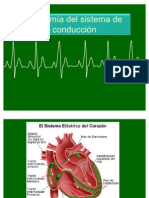 Anatomía y electrofisiología del sistema de conducción cardíaco