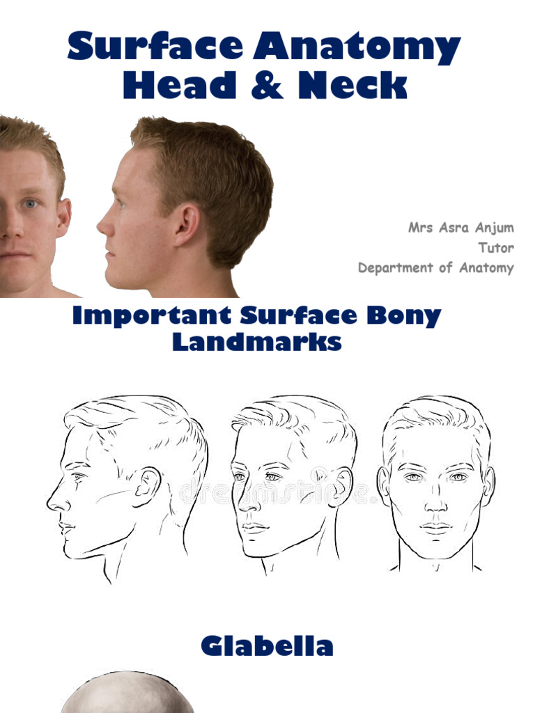 Surface Anatomy of Head & Neck | PDF | Common Carotid Artery | Science ...