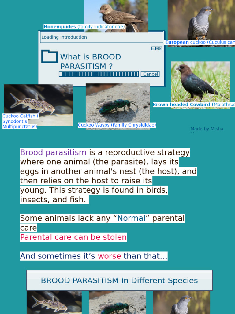 Brood Parasitism | PDF