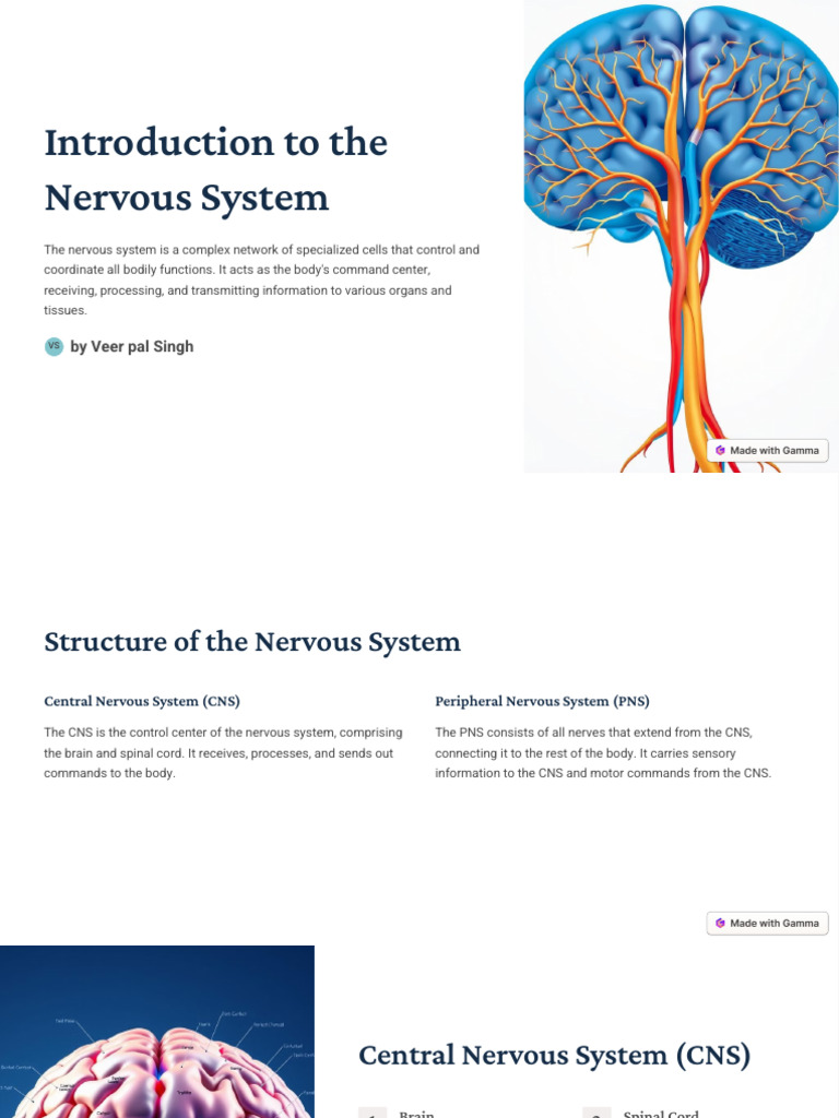 Overview of the Nervous System | PDF | Central Nervous System | Wellness