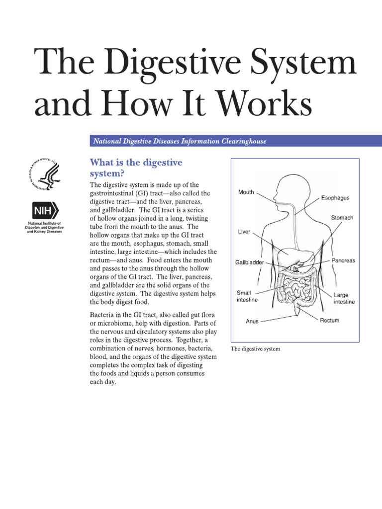 Digestive System-1 | PDF