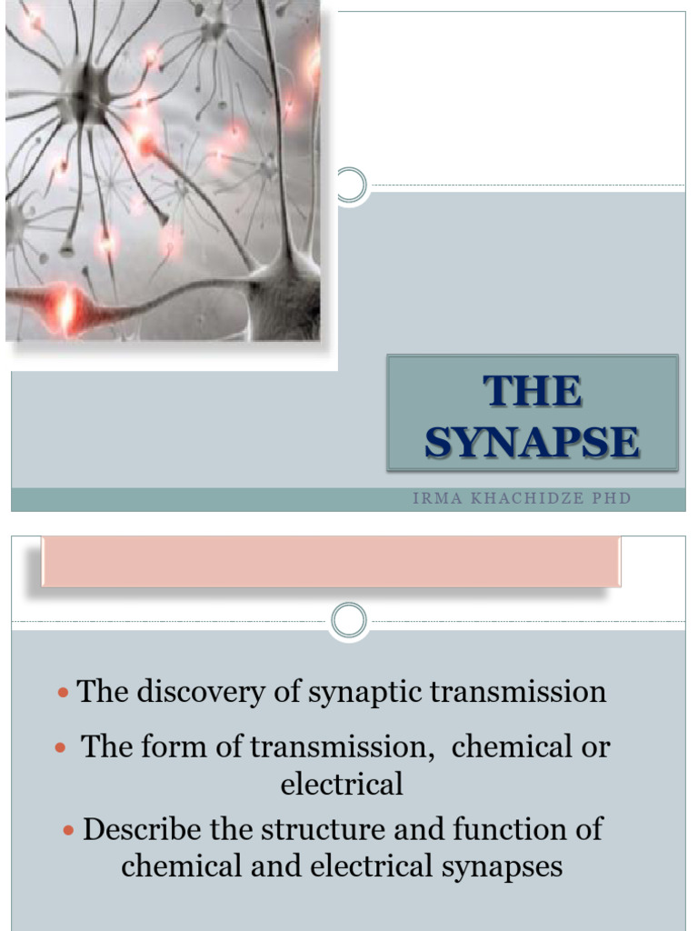 3 Synapse | PDF