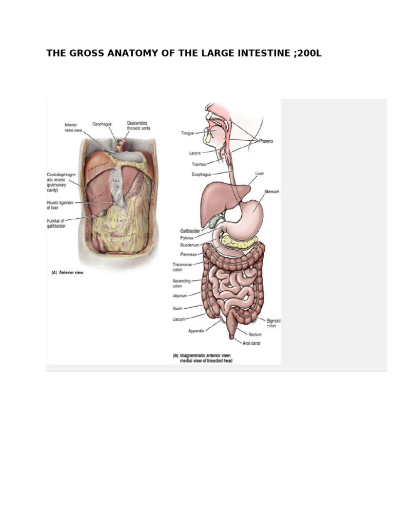 Gross Anatomy of The Large Intestine (200l) | PDF