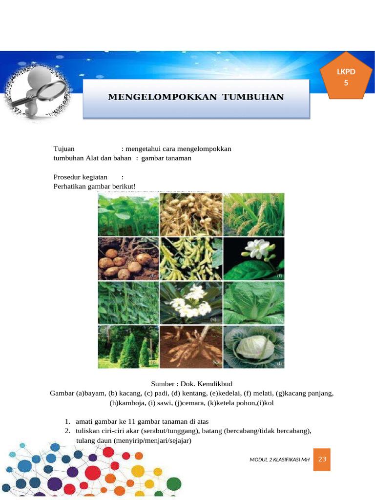 LKPD Mengelompokan Tumbuhan | PDF