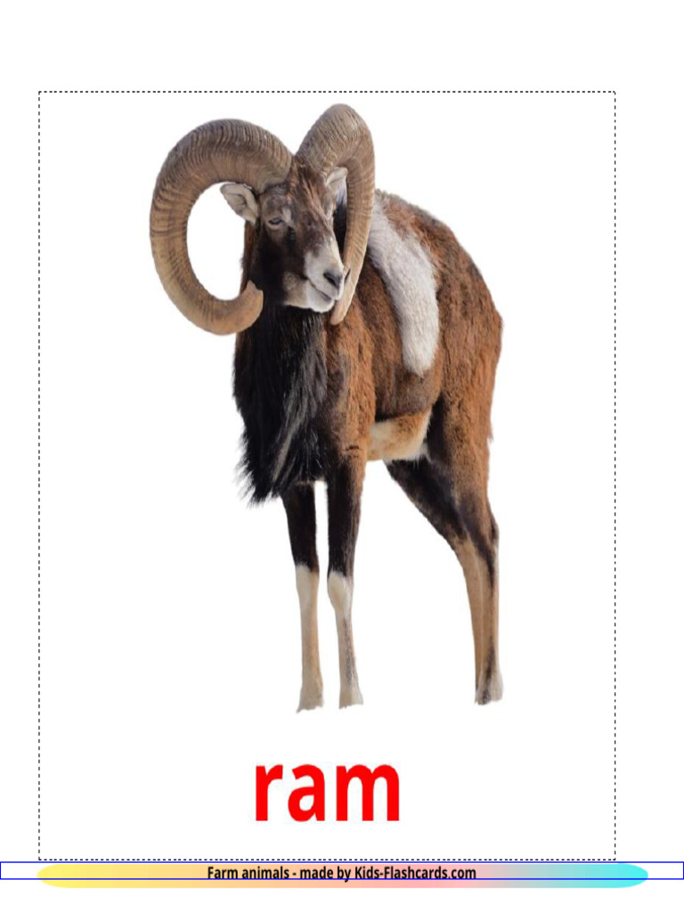 Farm Animals Flashcards | PDF