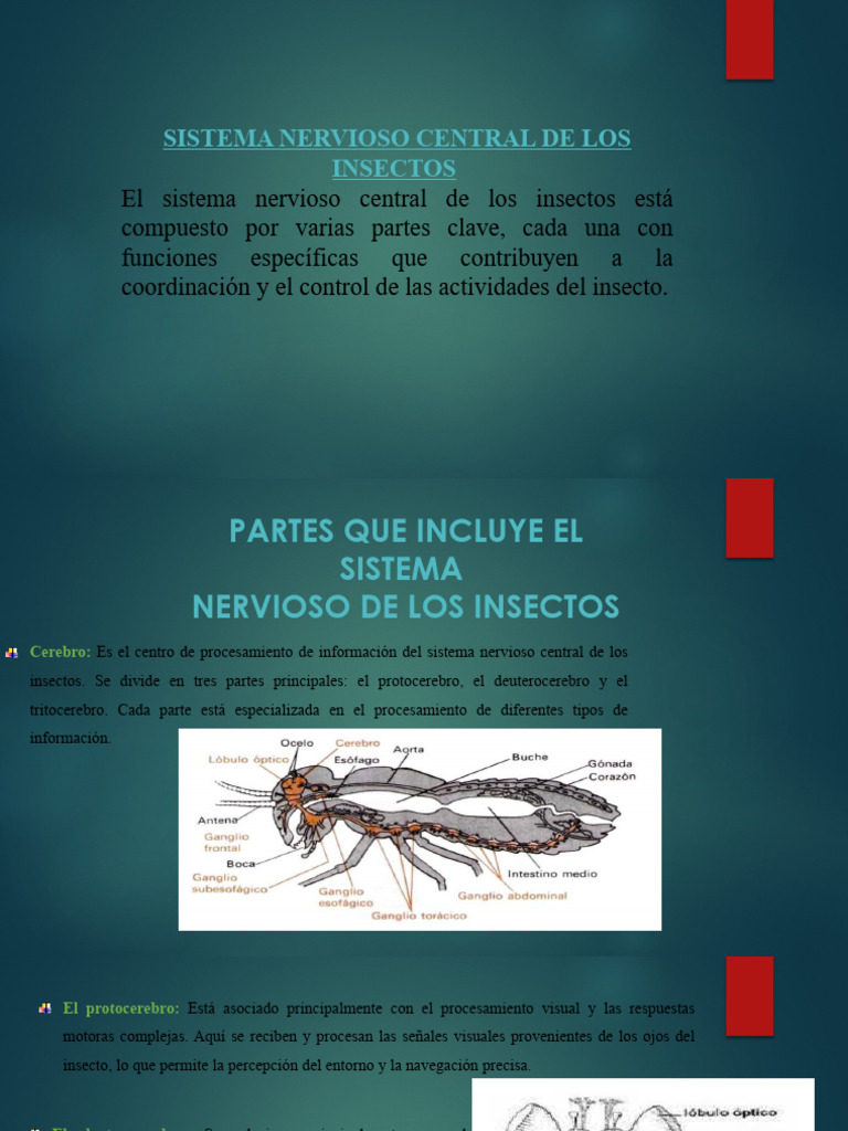 Presentacion Expocion Sistemas de Los Insectos | PDF | Corazón