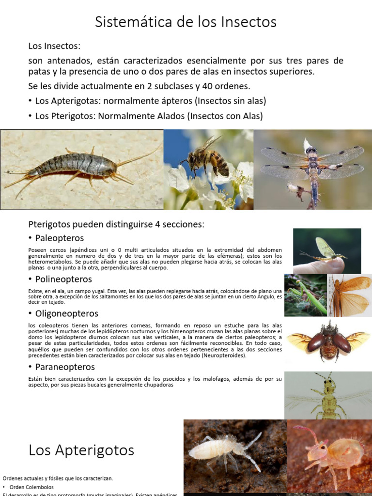 Clasificación de Insectos: Apterigotos y Pterigotos | PDF | Insectos ...