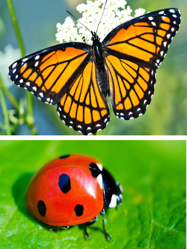 Insects | PDF