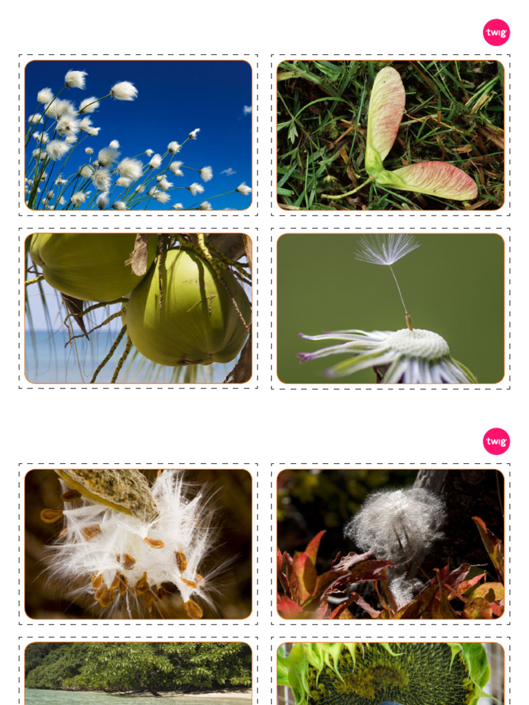 Seed Dispersal Images Handout | PDF