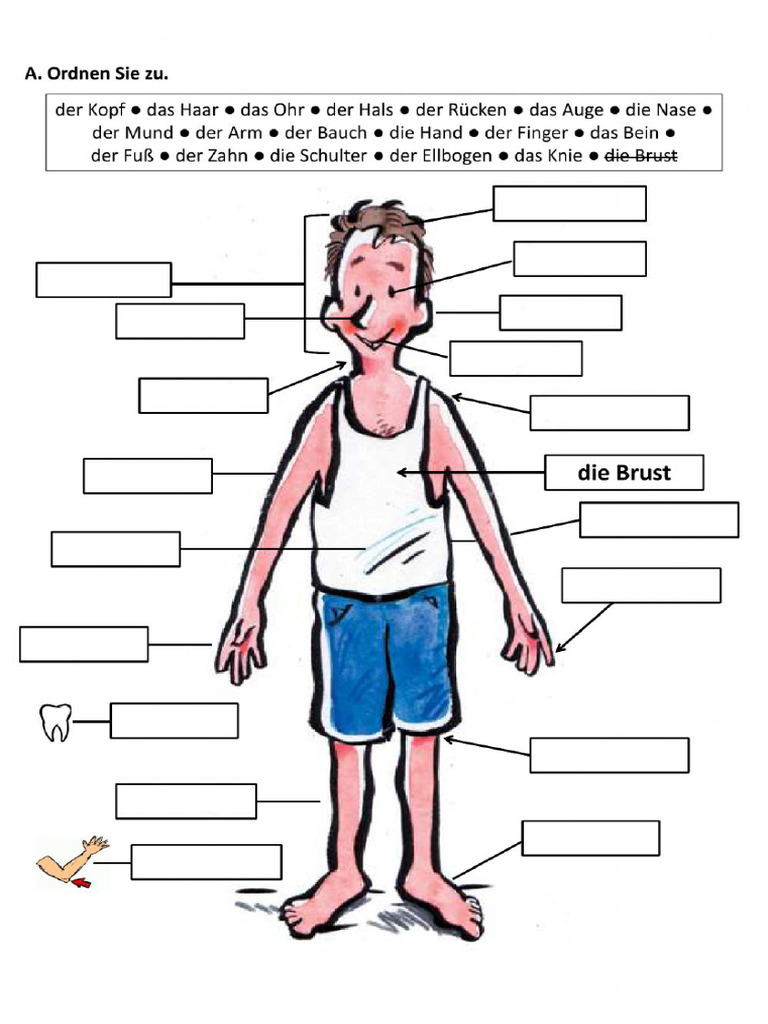 Körperteile A1 DaF Abbildung | PDF