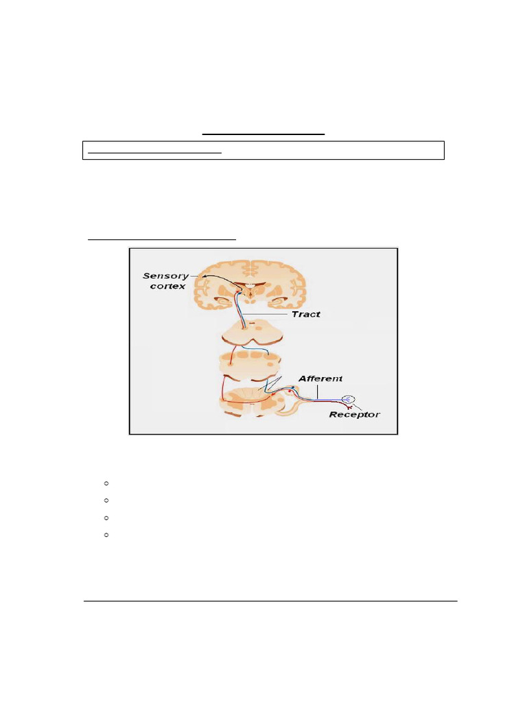 CNS Physiology Core | PDF