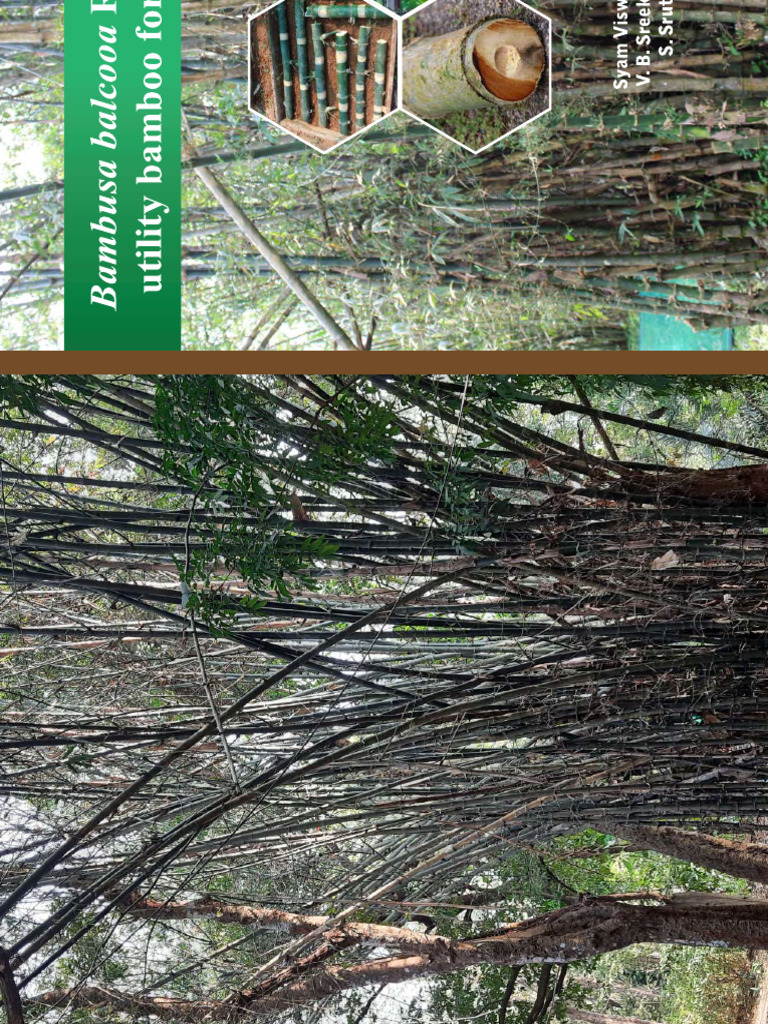 A Multi - Utility Bamboo For Domestication | PDF