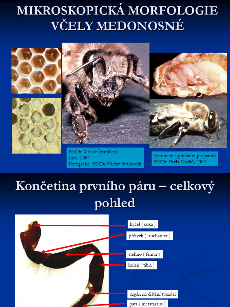 mikroskopick-morfologie-iii-2-pdf