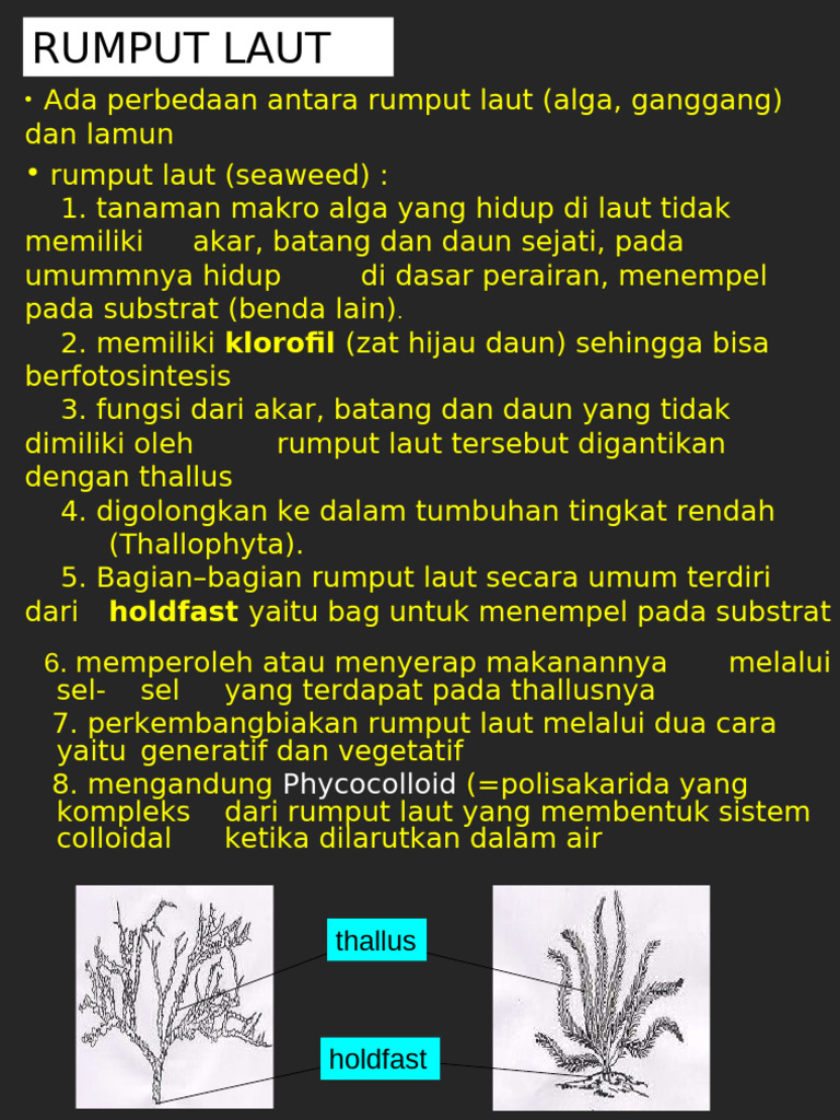 Morfologi Rumput Laut | PDF
