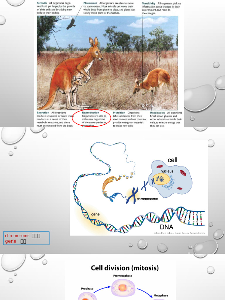 16&17 Reproduction | PDF