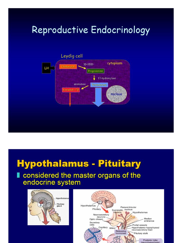Repro Endocrinology | PDF