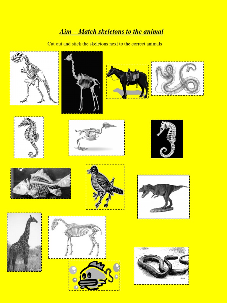 Animal Skeletons a Worksheet by Vijay Kumar Heer