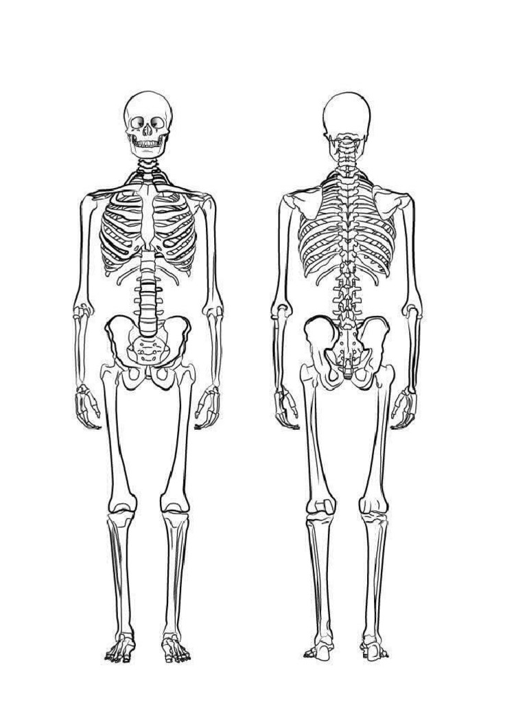 Anatomy | PDF