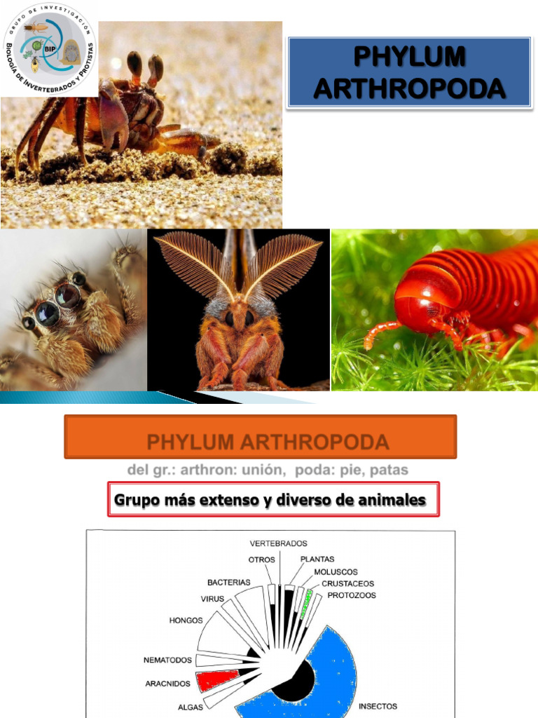 Phylum Arthropoda 2023 | PDF