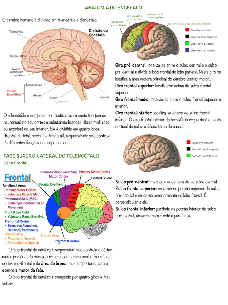 Encefalo e Meninges | PDF