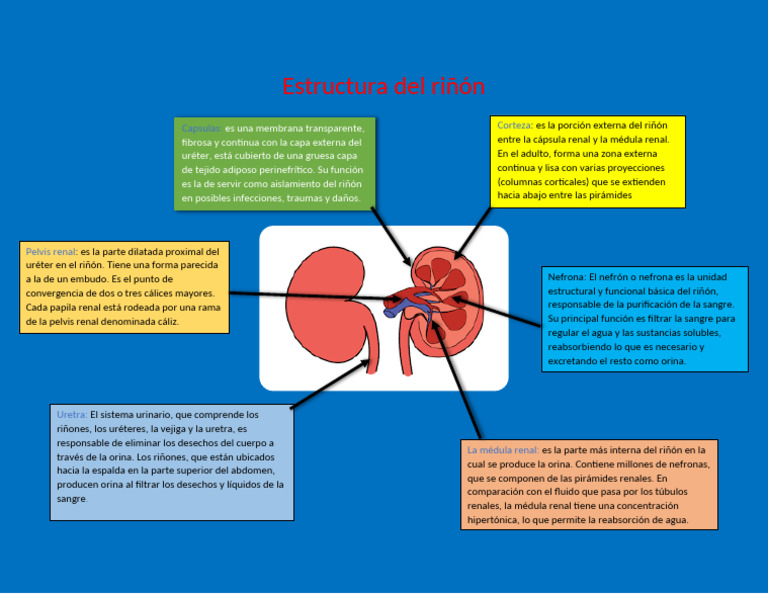 Estructura Del Riñón | PDF