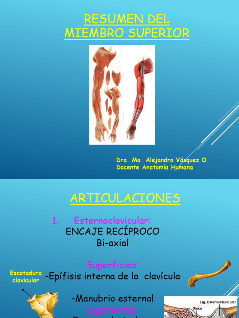 RESUMEN Del Miembro Superior | PDF | Extremidades (anatomía) | Anatomía ...