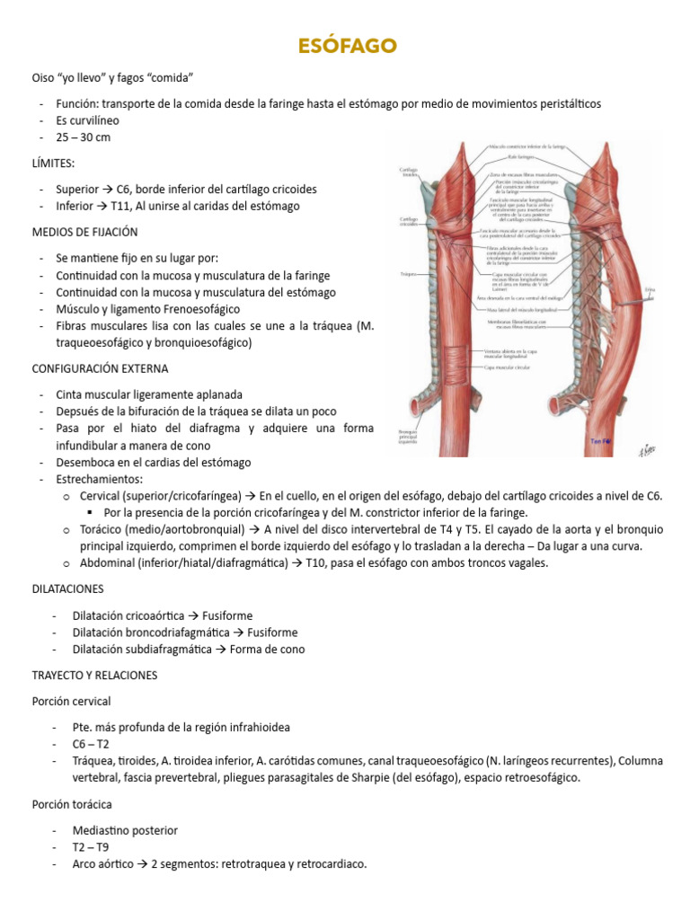 ESÓFAGO | PDF | Aorta | Arte