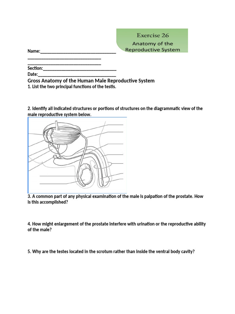 Exercise 26 | PDF