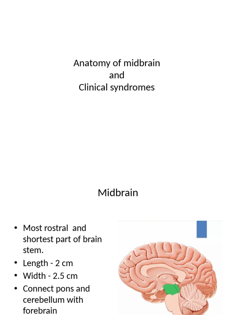 Midbrain Anatomy and Clinical Syndromes | PDF | Cerebellum | Human Anatomy