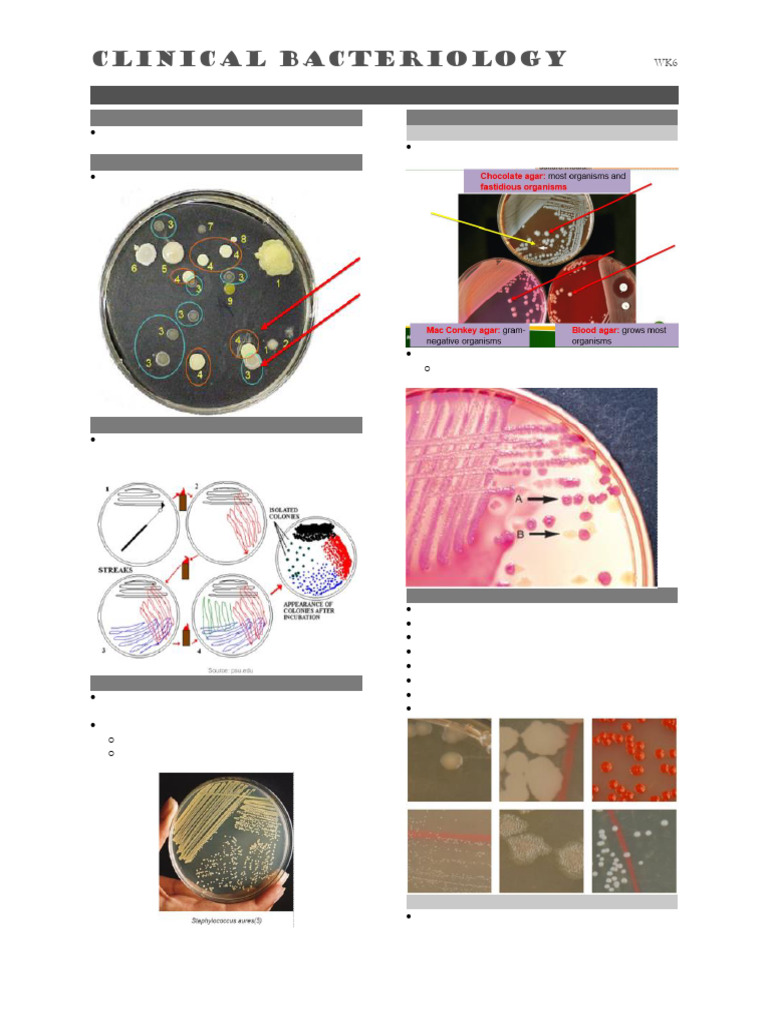 WK6 - Colony Morphology | PDF