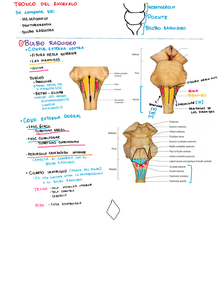 Bulbo Raquideo | PDF